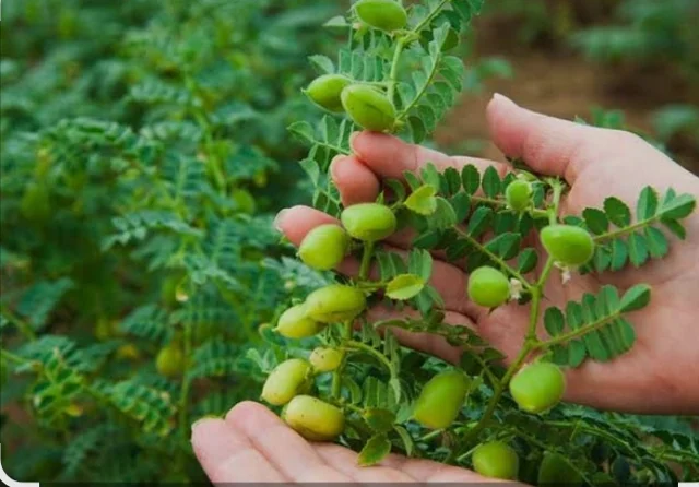 نخود ایرانی با کیفیت